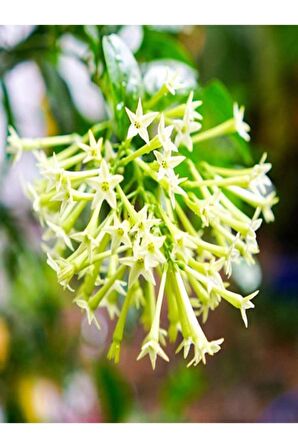 Cestrum Nocturnum Kolonya Çiçeği Gece Yasemini Melisa Çiçeği Fidanı