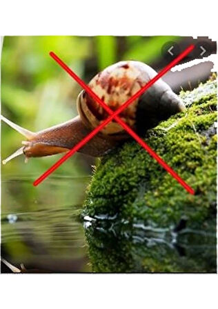 Sümüklü Böcek Salyangoz Haşere Ilacı 50 gr KAVANOZDA GELİR BAHÇEDE GÖRÜLEN SALYANGOZLAR İÇİN SÜMÜKLÜ BÖCEK PELET YEMİ 50GR