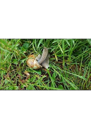 Sümüklü Böcek Salyangoz Haşere Ilacı 50 gr KAVANOZDA GELİR BAHÇEDE GÖRÜLEN SALYANGOZLAR İÇİN SÜMÜKLÜ BÖCEK PELET YEMİ 50GR