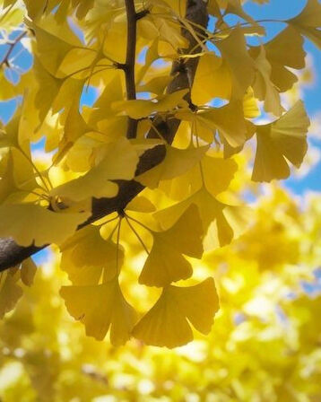 1-2 Yaş Arası Tüplü Mabet Ağacı (Ginkgo biloba) Fidanı - Dayanıklı ve Şifalı Ağaç