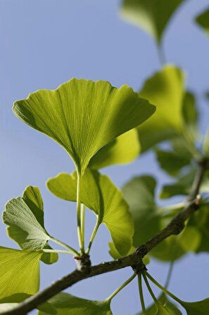 1-2 Yaş Arası Tüplü Mabet Ağacı (Ginkgo biloba) Fidanı - Dayanıklı ve Şifalı Ağaç