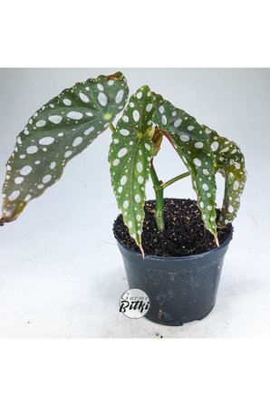 Begonia Maculata Çilli Begonya (8.5 Cm Saksıda) 10-20 cm