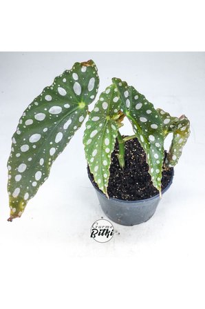 Begonia Maculata Çilli Begonya (8.5 Cm Saksıda) 10-20 cm