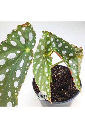 Begonia Maculata Çilli Begonya (8.5 Cm Saksıda) 10-20 cm