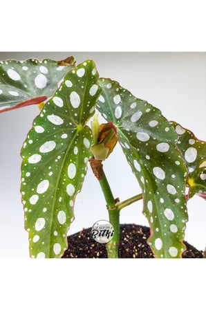 Begonia Maculata Çilli Begonya (8.5 Cm Saksıda) 10-20 cm