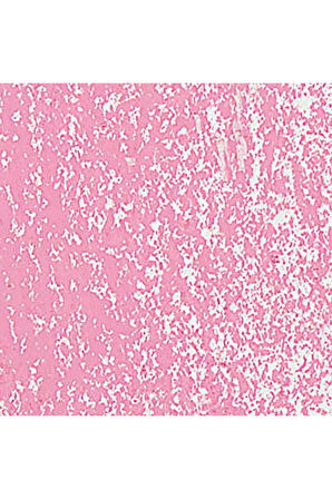 Caran d'Ache Neopastel Yumuşak Yağlı Pastel Pink 081