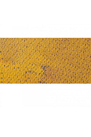 Caran d'Ache Pastel Kalem Ochre 035