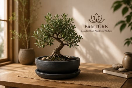 Dekoratif Beton Saksı ve Altlık Seti 20x9 cm Bonsai Saksısı Sukulent Saksısı İç Mekan Bitki Saksısı