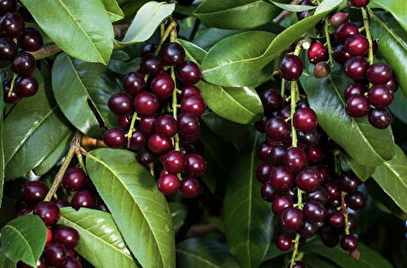 "3 Adet 1-2 Yaşında Karayemiş (Prunus laurocerasus) Fidanı - Meyve Severler İçin İdeal Bir Lezzetli Meyve "