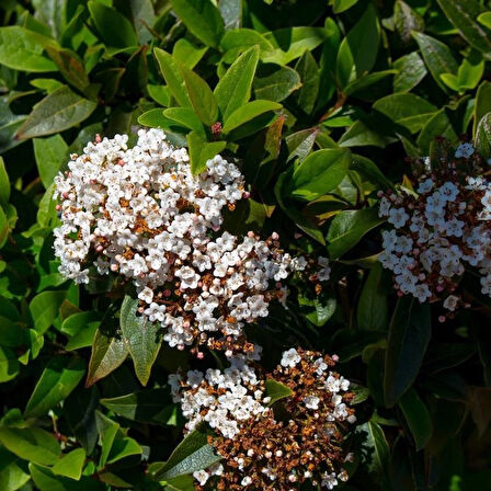 Manolya Yapraklı Kartopu Ağacı (Viburnum macrocephalum) Fidanı - Büyük, Gösterişli Çiçekler ve Dayanıklı Yapraklar