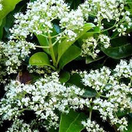 Manolya Yapraklı Kartopu Ağacı (Viburnum macrocephalum) Fidanı - Büyük, Gösterişli Çiçekler ve Dayanıklı Yapraklar