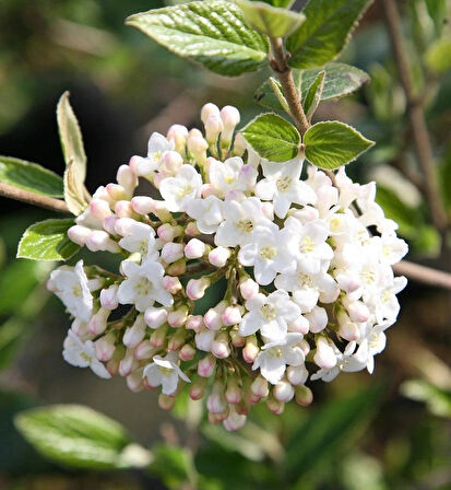Manolya Yapraklı Kartopu Ağacı (Viburnum macrocephalum) Fidanı - Büyük, Gösterişli Çiçekler ve Dayanıklı Yapraklar