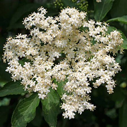 Manolya Yapraklı Kartopu Ağacı (Viburnum macrocephalum) Fidanı - Büyük, Gösterişli Çiçekler ve Dayanıklı Yapraklar