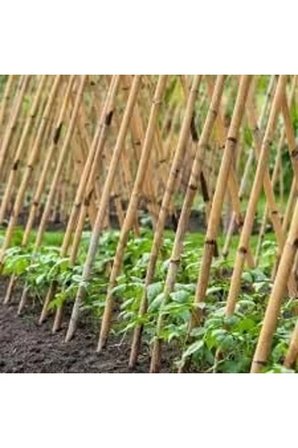 Bambu Bitki Destek Çubuğu 100 cm 10'lu | Saksı, Bahçe, Sarmaşık ve Çiçekler İçin Doğal Destek
