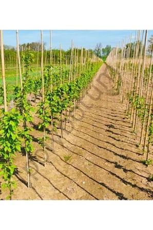 Bambu Bitki Destek Çubuğu 100 cm 10'lu | Saksı, Bahçe, Sarmaşık ve Çiçekler İçin Doğal Destek