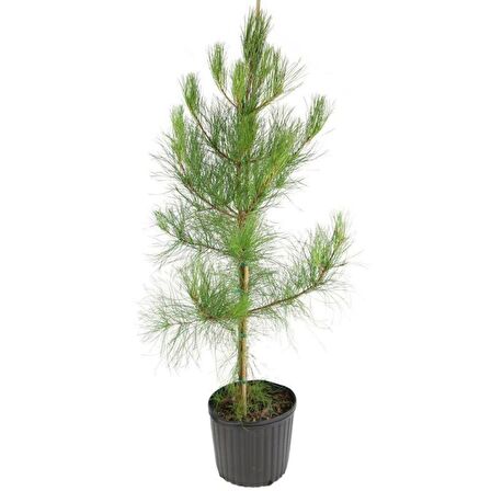 Fıstık Çamı Fidanı Bahçe İçin 5 Adet 20-30 cm Pinus Pinea