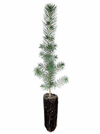 Fıstık Çamı Fidanı Bahçe İçin 5 Adet 20-30 cm Pinus Pinea