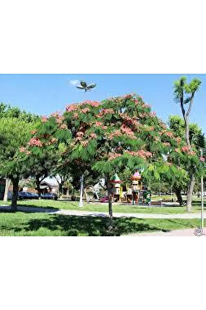 10 Adet Tohum Gülibrişim Ağacı Tohum Gülibrişim Tohum Süpriz Hediye Bonsai Ağacı Tohumla