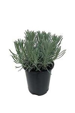 Saksılı Lavanta Fidanı 1 Adet 30-40 cm (Lavandula intermedia)