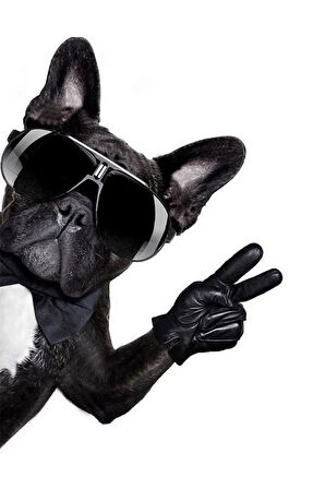 Gözlüklü Cool Pugg Sticker Motor, AraçEtiket Araba Sticker 19CM