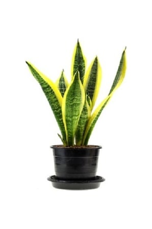 Paşa Kılıcı (sansevieria) 10-20 Cm Sarı Çizgili