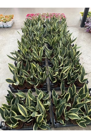 Paşa Kılıcı (sansevieria) 10-20 Cm Sarı Çizgili