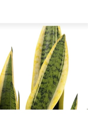 Paşa Kılıcı (sansevieria) 10-20 Cm Sarı Çizgili