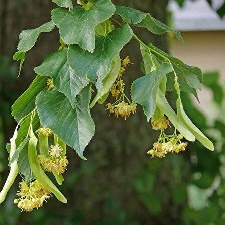 1-2 Yaş Arası Tüplü Ihlamur Ağacı (Tilia) Fidanı - Hoş Kokulu Çiçekler ve Şifalı Yapraklar