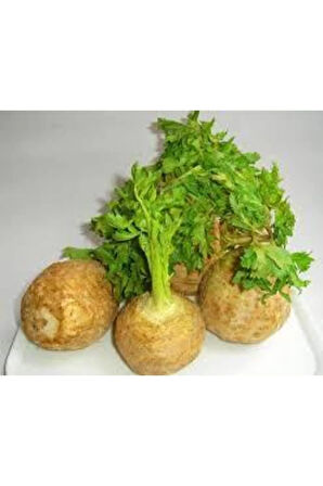 20 Adet Tohum Yerli Organik Kereviz Tohumu