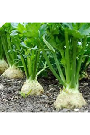 20 Adet Tohum Yerli Organik Kereviz Tohumu