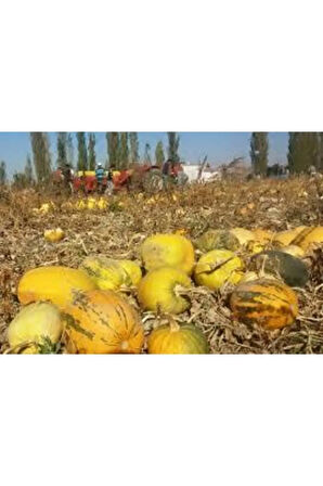 65 Adet Tohum Eko Paket Çekirdeklik Nevşehir Kaliteli Kabak Çekirdeği Tohumu