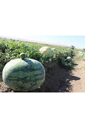 200 Adet Süper Paket Meşhur Diyarbakır Karpuzu Tohumu