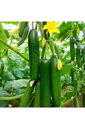 10 Adet Yerli Çengelköy Salatalık Tohumu