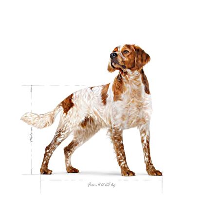 Royal Canin Orta Irklar için Yetişkin Kuru Köpek Maması 15 Kg