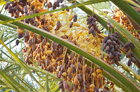 Safhasat Kurutulmuş Hurma 1000 g