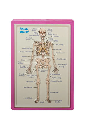 KABARTMA  ANATOMİ LEVHASI İSKELET SİSTEMİ A4 BOYUTLU