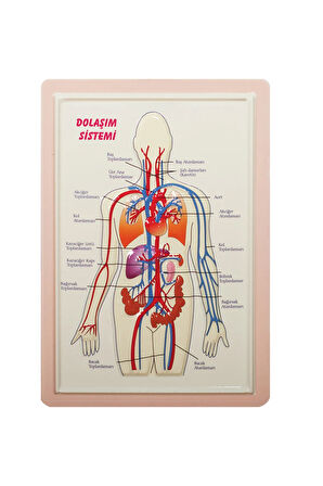 KABARTMA ANATOMİ LEVHASI  DOLAŞIM SİSTEMİ A4 BOYUTLU