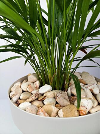 Sarı Çizgili Dolomit Taşı 2 Kg 2,5-4 Cm Renkli Dolomit Dekoratif Taş