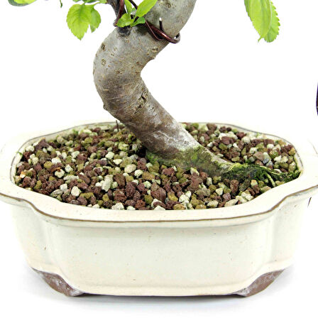 Akadamalı Süper Karışım Bonsai Toprağı TK01 (1 Litre)