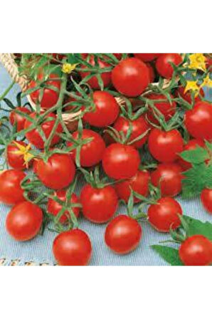 Domates Tohumu 50 Adet