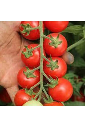 Domates Tohumu 50 Adet