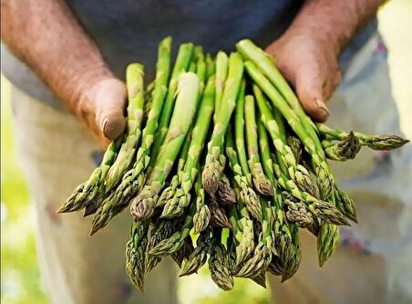 Kuşkonmaz Asparagus Tohumu