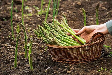 Kuşkonmaz Asparagus Tohumu