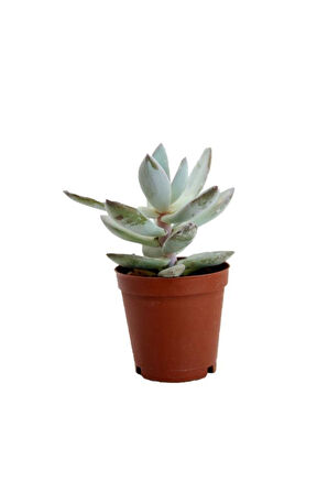 Crassula Ovata, Para Çiçeği, Şans Ağacı 5.5 Cm Saksıda
