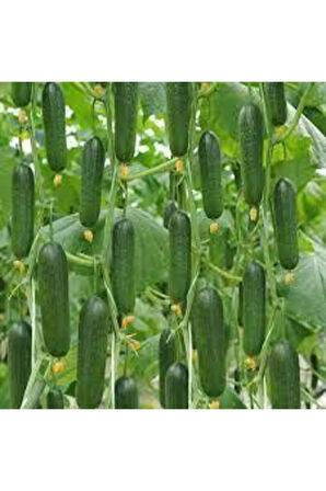 20 Adet Nadir Organik Badem Silor Sülor Salatalık Saksı Toprak Hediyemiz