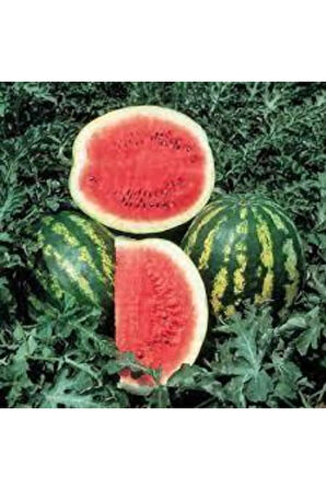 10 Adet Tohum Nadir Karpuz Bal Karpuz Tohumu Crimson Sweet