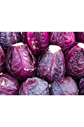 Kırmızı Mor Lahana Kara Lahana Ata Tohum 50 Adet