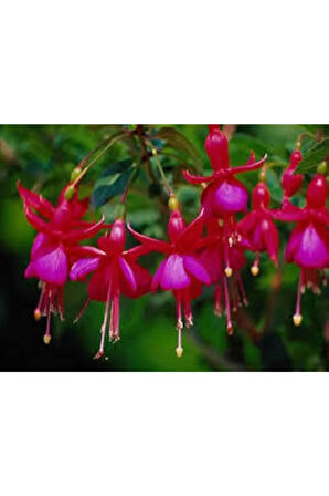 10 Adet Tohum Nadir Kırmızı Küpeli Çiçek Tohumu