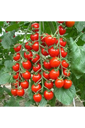 10 Adet Tohum Süper Paket Cherry Çeri Domates Tohumu Saksı Toprak Hediyeli