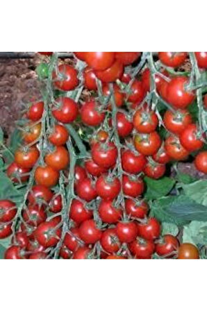 10 Adet Tohum Süper Paket Cherry Çeri Domates Tohumu Saksı Toprak Hediyeli